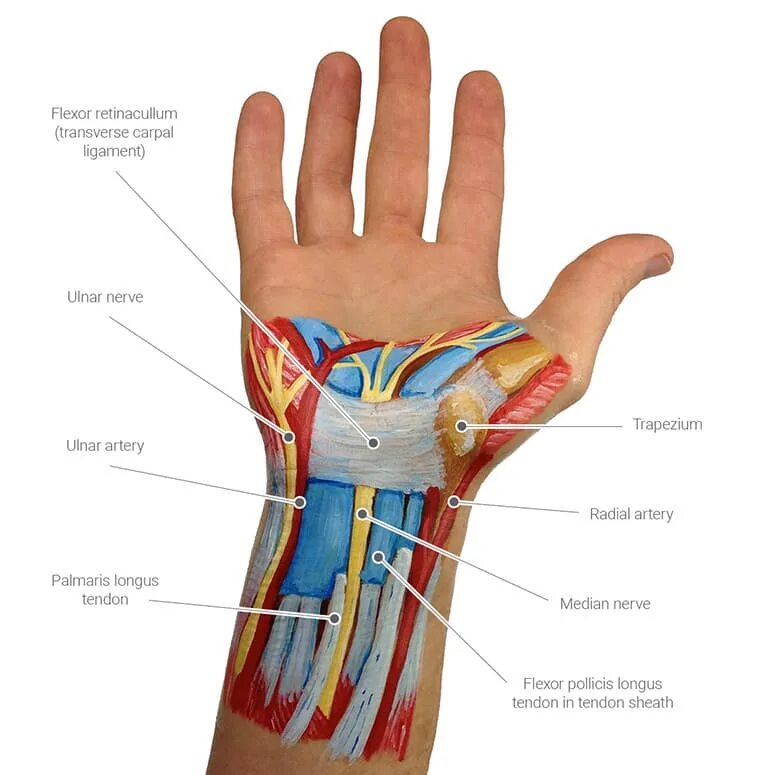 Со внутренней стороны. Синдром карпального канала запястья. Карпальный канал лучезапястного сустава. Карпальный туннель анатомия. Карпальный синдром лучезапястного сустава.