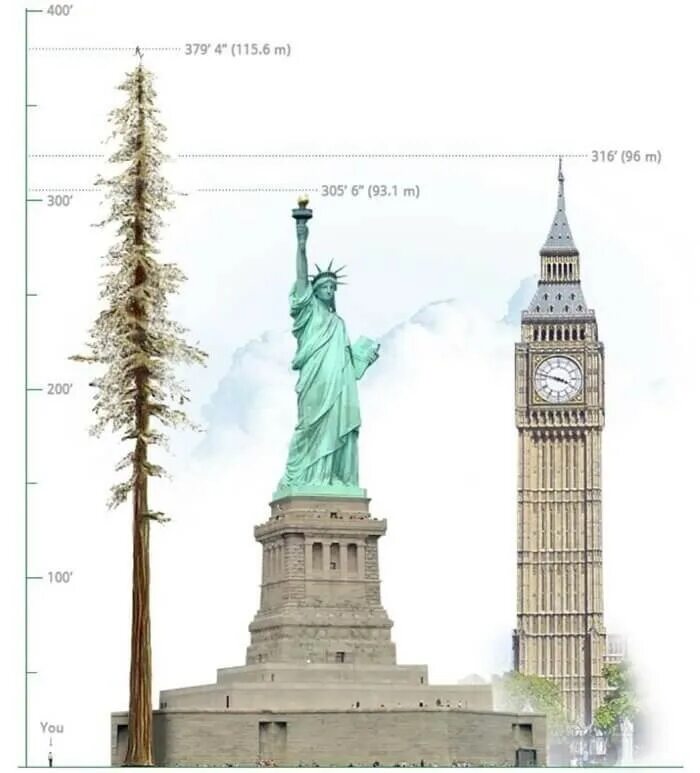 Сколько в высоту статуя. Самое высокое дерево в мире Гиперион высота. Секвойя Гиперион высота. Гиперион дерево высота. Самое высокое дерево в мире Секвойя Гиперион 115 метров.