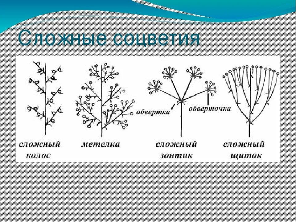 Какие соцветия могут быть только простыми. Моноподиальные соцветия. Моноподиальные и симподиальные соцветия. Ботрические моноподиальные простые соцветия. Сложные моноподиальные соцветия.