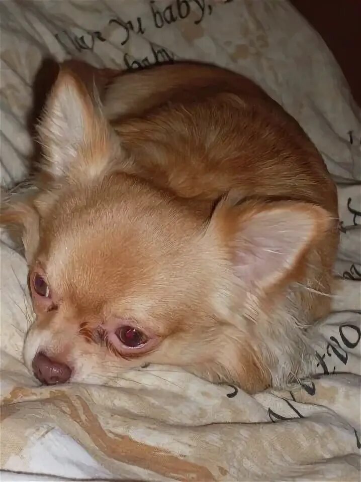 нету чихуахуа