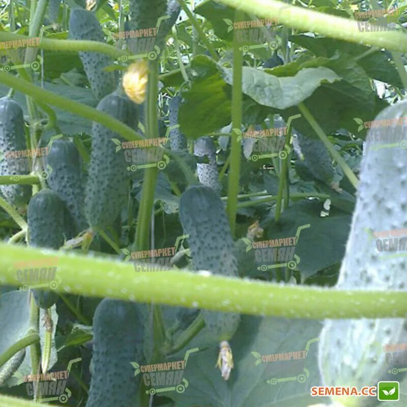 огурец меренга f1. огурец партенокарпический меренга f1. семена огурцов меренга f1. меренга огурец номерной ф1. огурец маринда ф1.