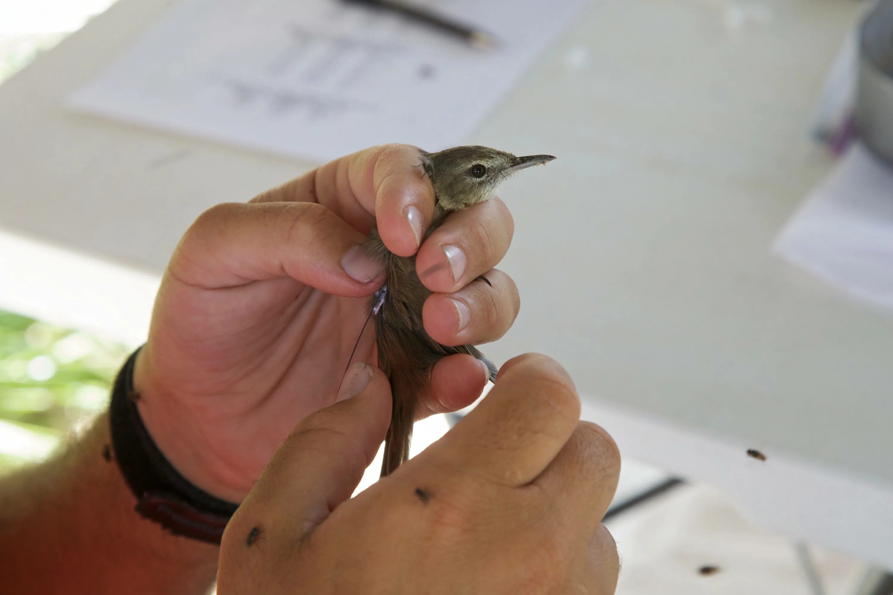 Птица на руке. Человек с маленькой птичкой. Измерение птиц. Очень маленькие птичка в руках. Bird in hand