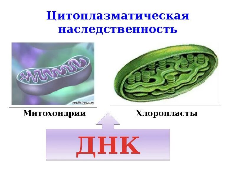 Наследственный лист. Цитоплазматическая ДНК. Цитоплазматическая наследственность. Цитоплазматическая наследственность у человека примеры. Митохондриальная и пластидная ДНК.