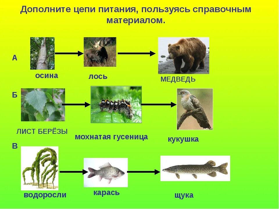 Пищевые Цепочки 5 класс биология. Цепи питания 5 кл биология. Цепочка питания 5 класс биология. Пищевые Цепочки 6 класс биология.