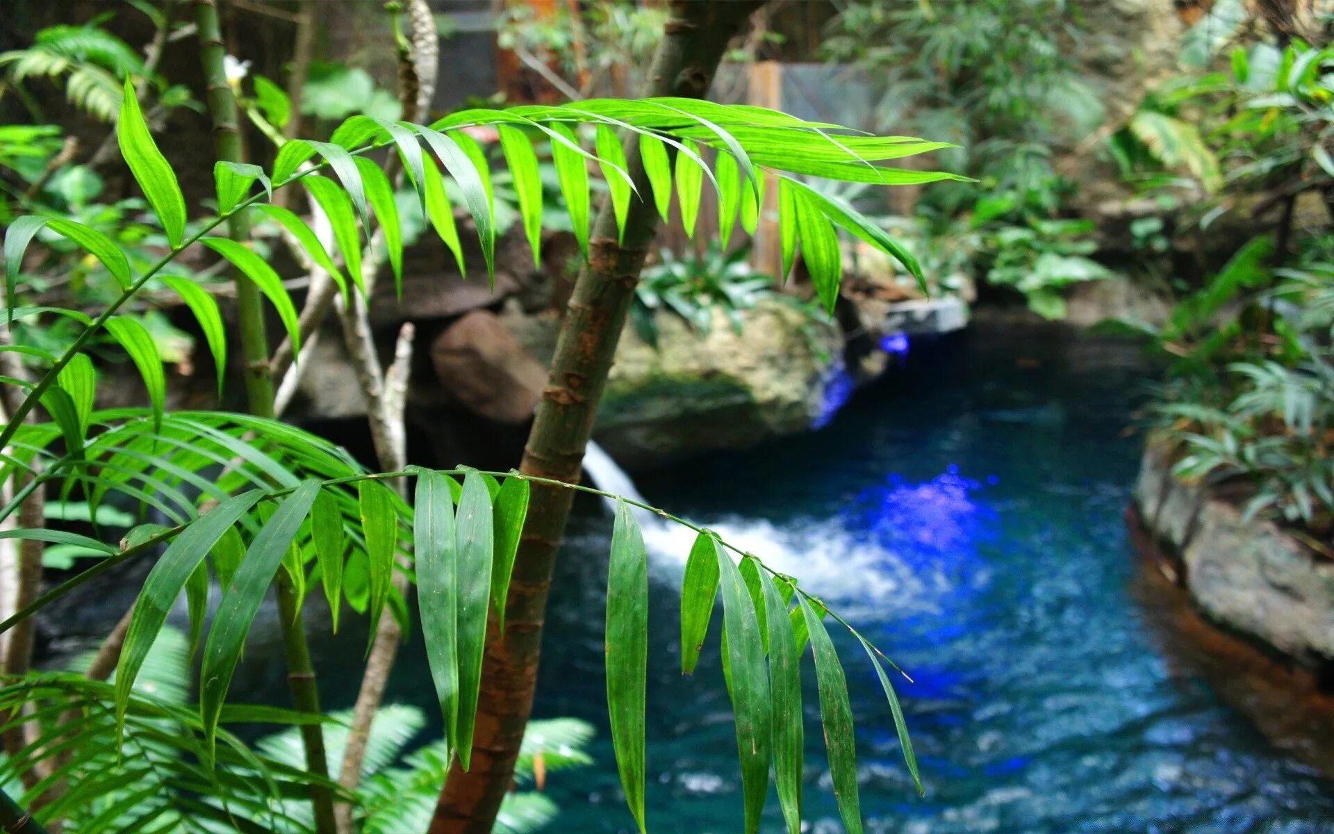 Амазонские джунгли тропический водопад. Тропический лес. Тропические заросли. Тропическические растения.