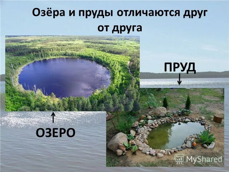 Отличие пруда от озера