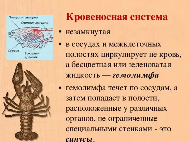 Животные имеющие незамкнутую кровеносную систему