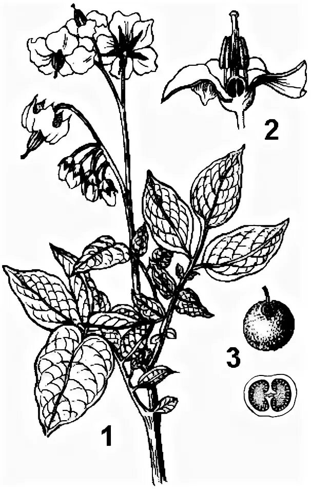 Паслен клубеньковый. Семейство Пасленовые картофель. Паслён сладко-Горький схема цветка. Соцветие цветок и плод картофеля. Покрытосеменные пасленовые двудольные паслен черный паслен