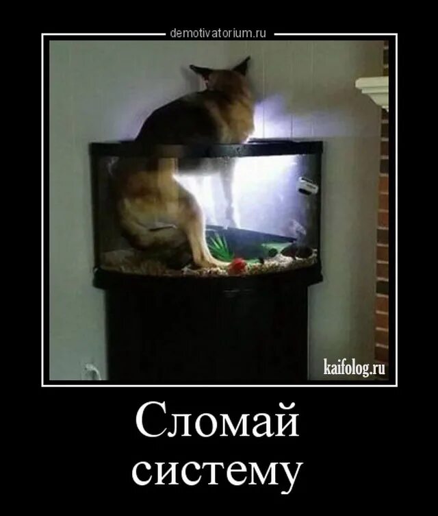 Систему не сломать. Как сломать систему. Как сломать систему. Сломал систему. Сломал систему мем.