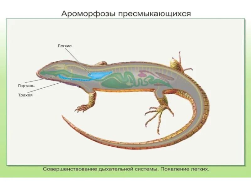 Конечности их функции пресмыкающихся и млекопитающих. Класс пресмыкающиеся ароморфозы. основные ароморфозы класса пресмыкающихся. ароморфозы рептилий. амофорзы пресмыкающихся.