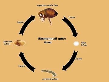 Тип превращения майского жука. Тип превращения майского жука