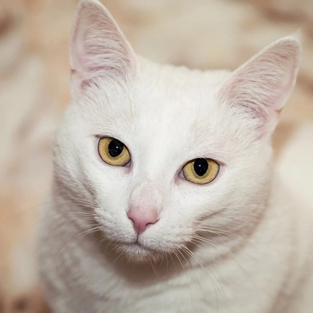 Кошка с желтыми глазами порода. Анатолийская короткошерстная кошка. Као мани порода кошек. Турецкая ангора альбинос. Анатолийская турецкая короткошерстная.