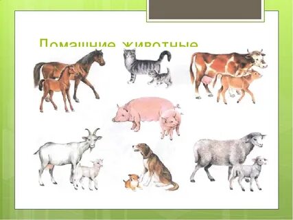 Планы домашние животные