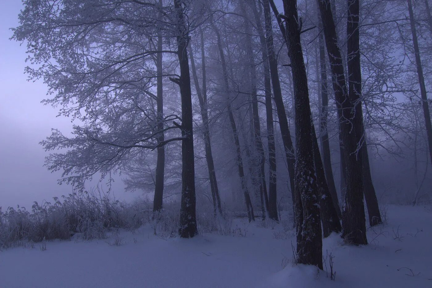 Мрачный снег. Зимний лес. Зима Эстетика. Мрачный зимний лес. Темный зимний лес.