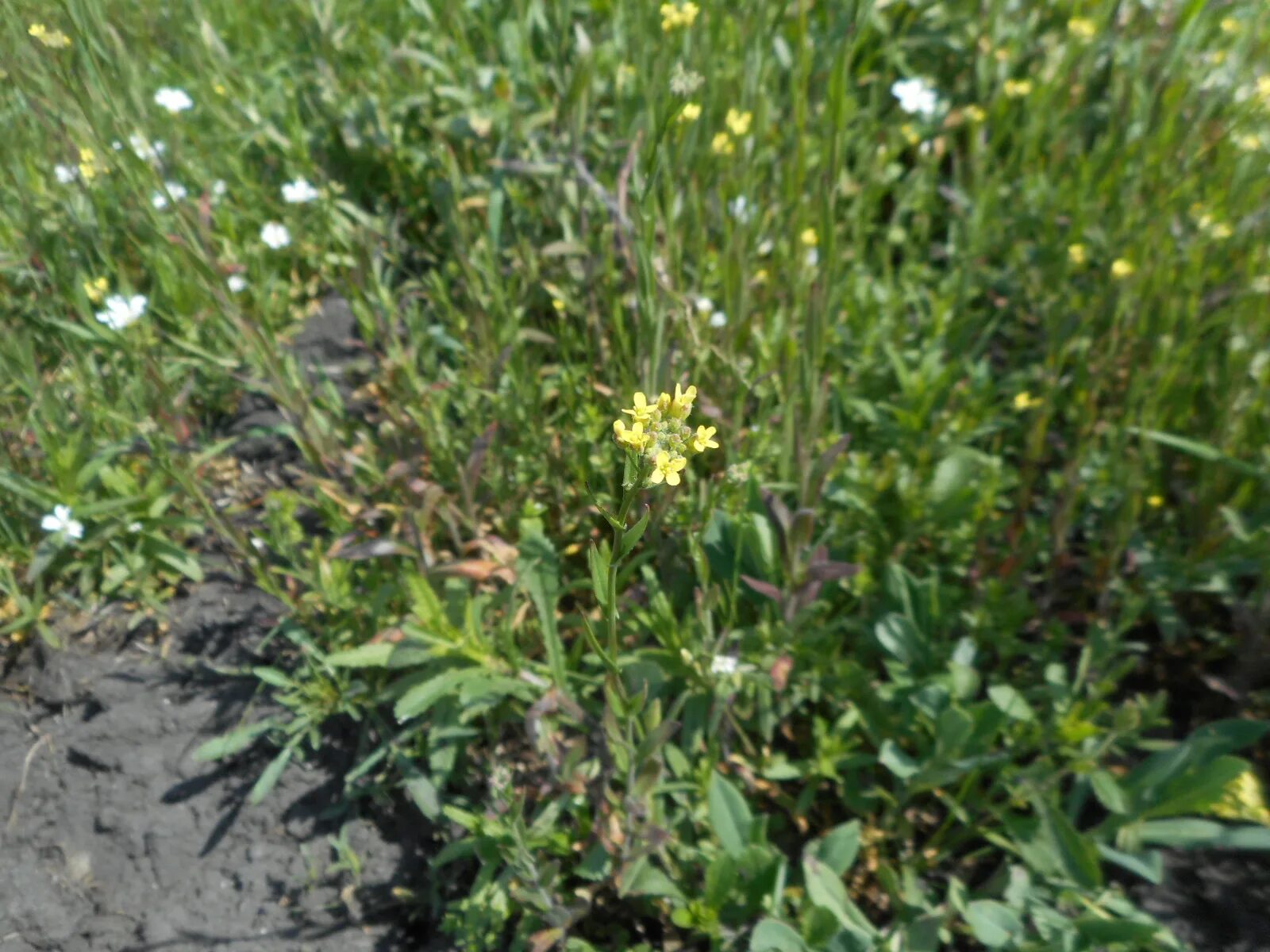 Трава рыжик. Camelina Рыжик. Рыжика посевного (Camelina Sativa),. Камелина Рыжик посевной. Рыжик масличная культура.