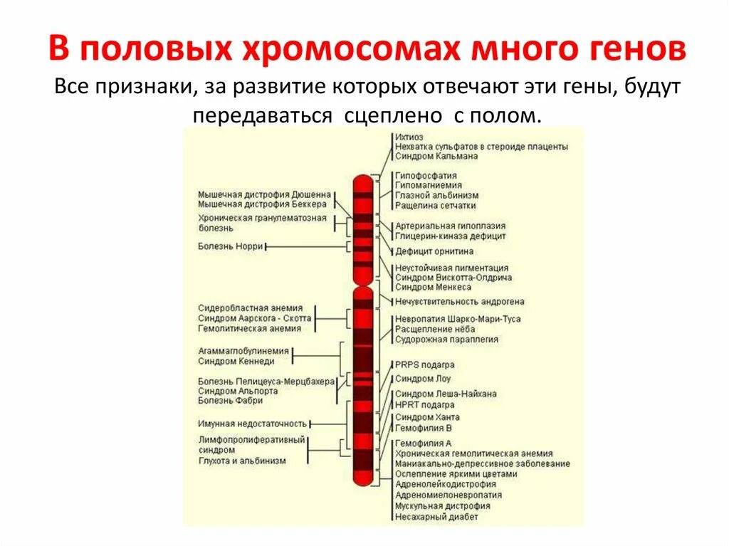 Генетическая карта хз ромосгмы. Генетические карты хромосом. Ген карта хромосом это. Генетическая карта х хромосомы. Наследственный материал хромосомы