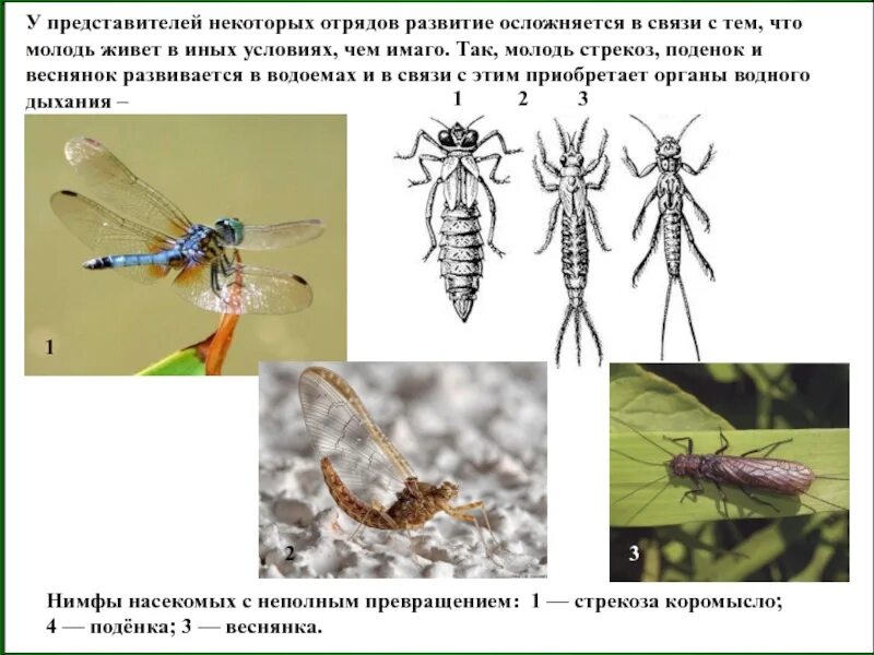 Веснянки представители. Веснянки представители. Отряд веснянки. Веснянки представители вида. Отряд веснянки представители.