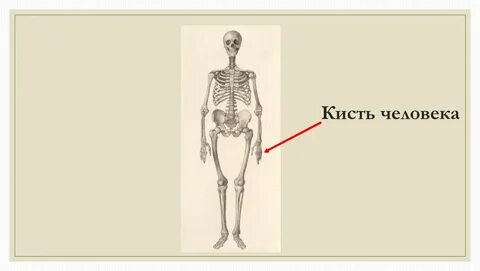 Совершенство руки человека