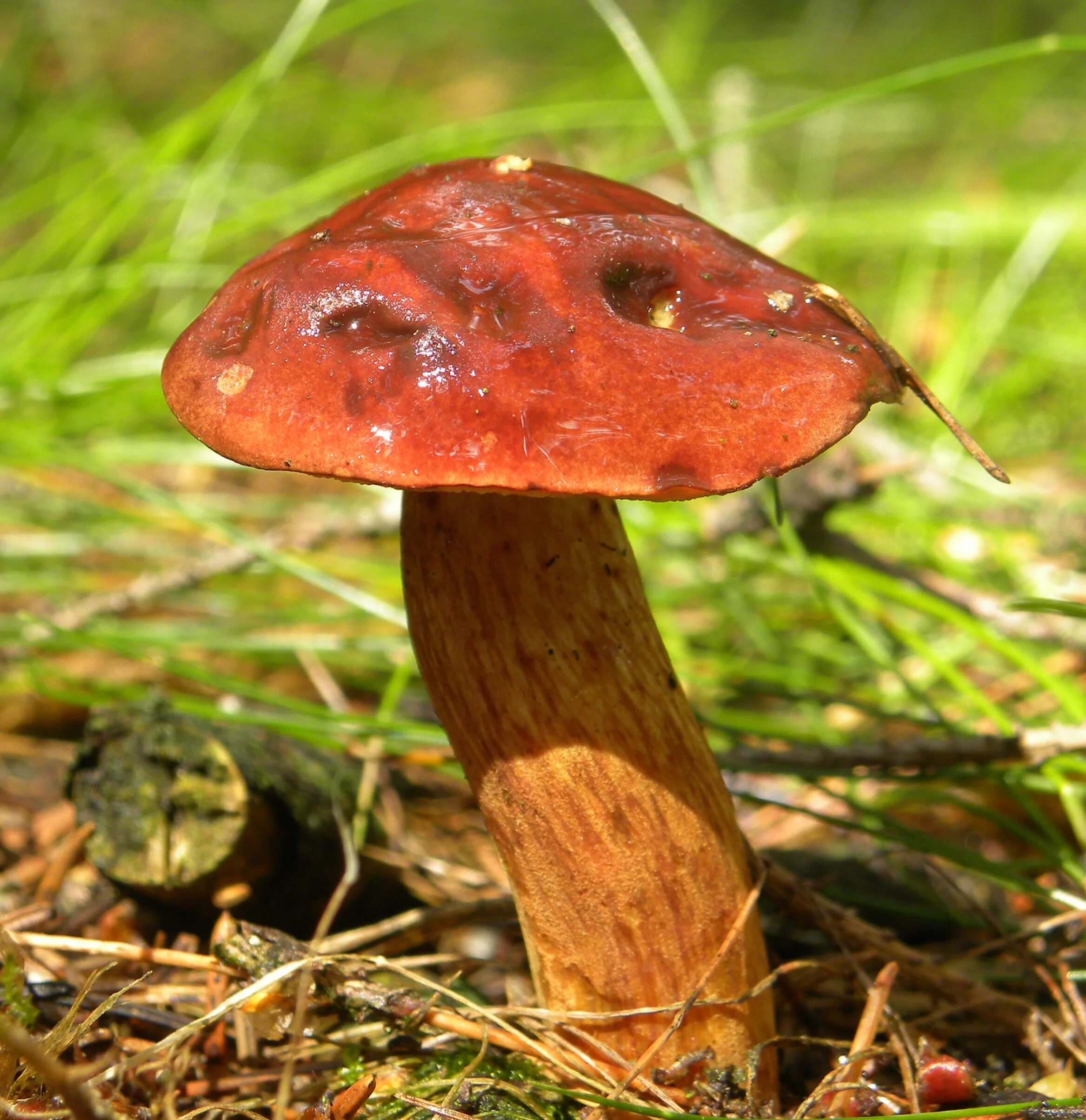 Гриб моховик красный. Моховик красный Xerocomus rubellus. Моховик красный (Boletus rubellus). Моховик красный ложный. Красный гриб описание