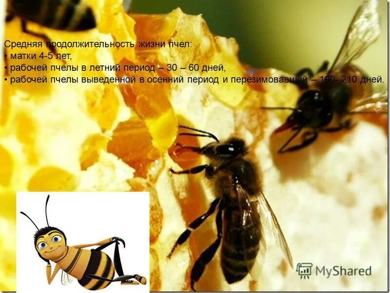 Сколько живет рабочая пчела. Продолжителлность жизни пчёл. Продолжительность жизни пчелы. Срок жизни рабочей пчелы. Продолжительность жизни матки пчелы.