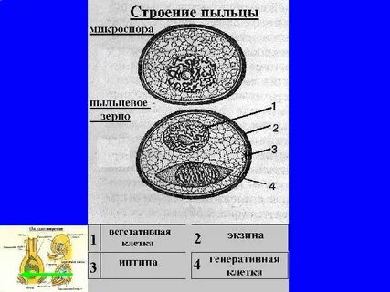 Из генеративной клетки пыльцевого зерна 8