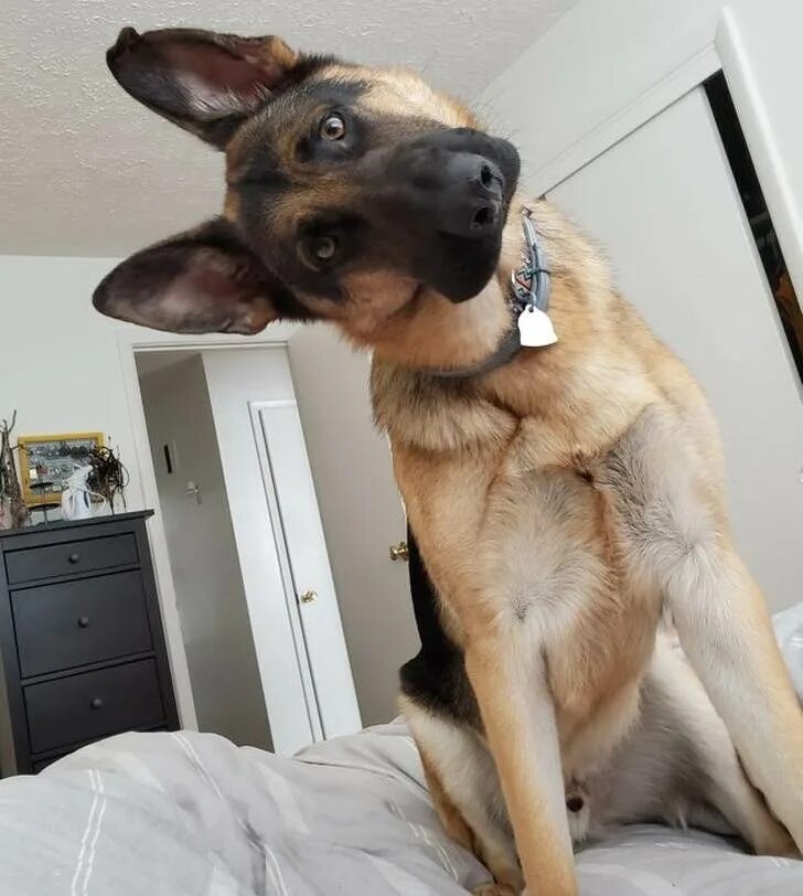 Пес и крыса. Собака мышиный окрас. Собака под мышку. Собака мышиного цвета. Собака под мышку.