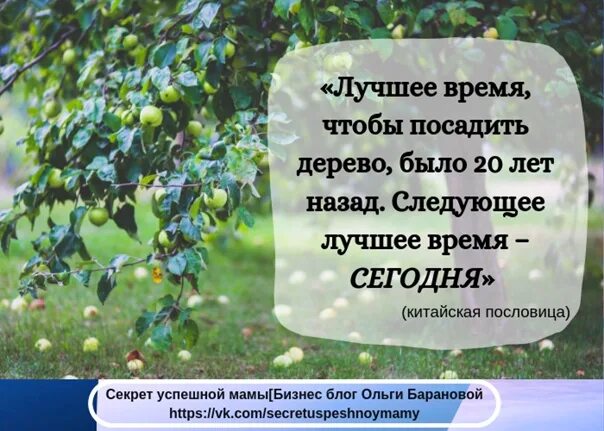 Сонник есть дерево. Лучшее время посадить дерево было. Лучшее время посадить дерево было 20 лет назад. Лучшее время посадить дерево было 20 лет. Пословицы про посадку деревьев.