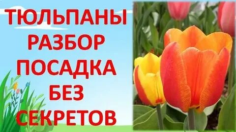 Тюльпан цифра 1
