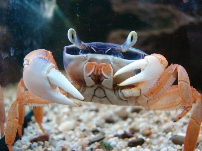 Линька камчатского краба. Линька краба. Краб линяет. Радужный краб размеры. Съедобные части краба.