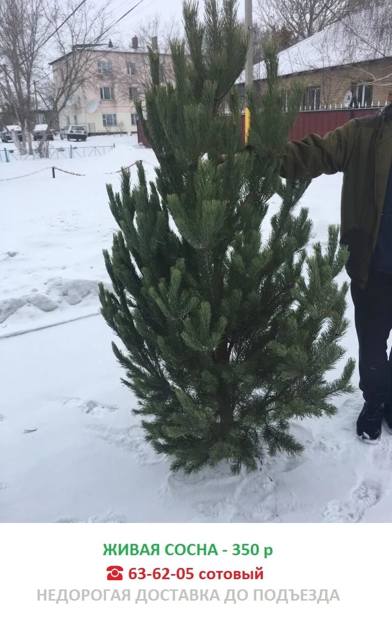 Сосна новогодняя. Как выбрать сосну на новый год. Как выбрать сосну на новый год. Сосна новогодняя настоящая. Сосна на елочном базаре.