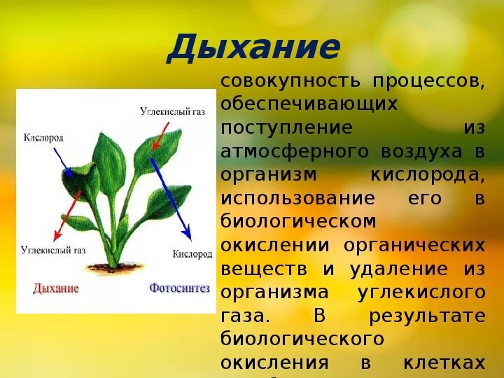 Тест по теме фотосинтез и дыхание растений. Дыхание растений растений 6 класс биология. Дыхание растений 6 класс кратко. Процесс дыхание растений 6 класс биология. Процесс дыхания растений кратко.