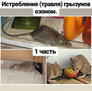 В квартире 1 этаж крыса