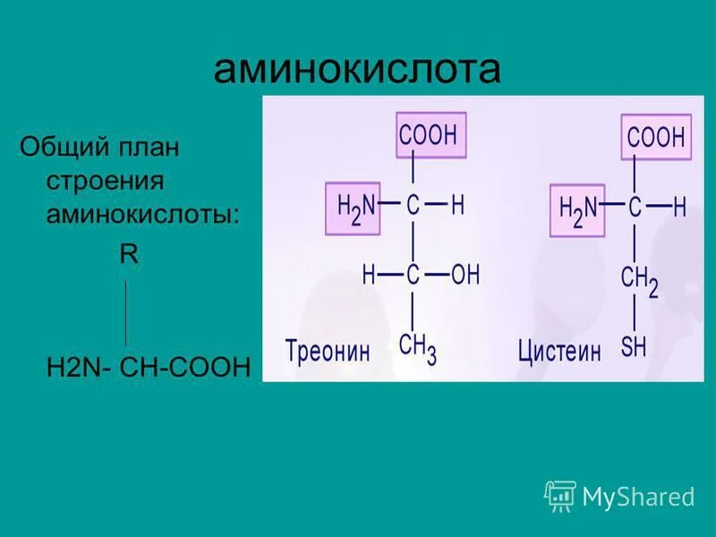 Амиды аминокислоты глутамин. Химическое строение аминокислот. Структурное строение аминокислот. Белки состав и структура аминокислот. Строение молекулы аминокислоты.