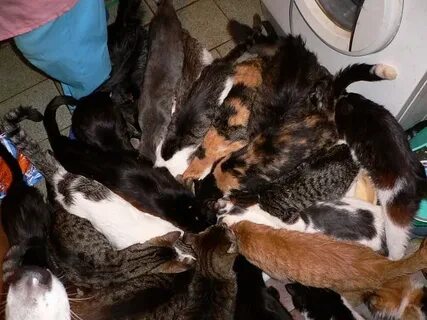12 кошек