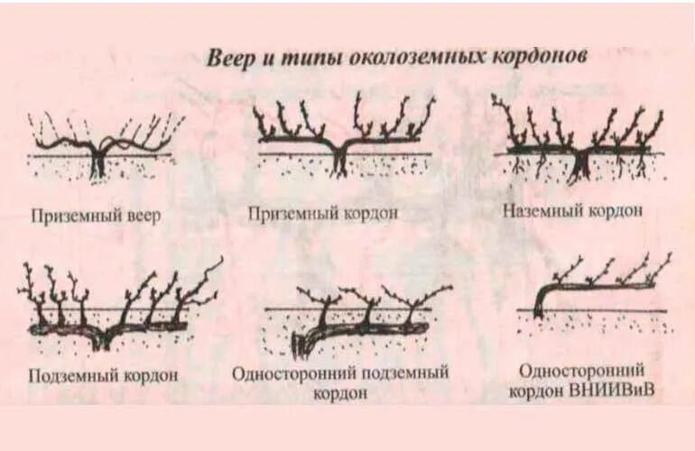 Схемы формировки куста винограда. Обрезка винограда весной и осенью по годам. Формировка куста винограда весной. Формирование куста винограда по годам схема.