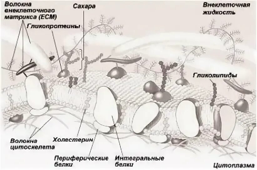 Входит ли холестерол в биологическую мембрану