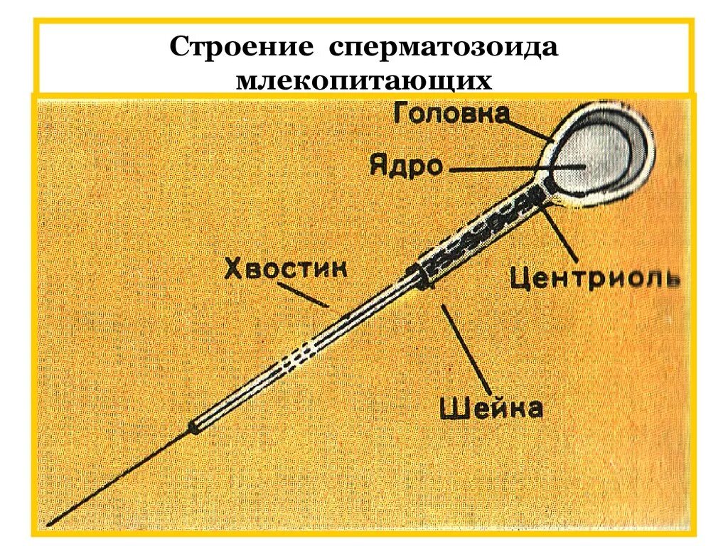 Спермии млекопитающих