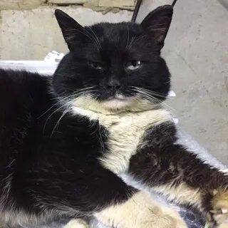 Годовалый кот