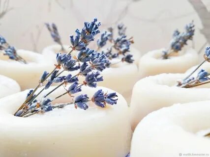 Лаванда зимой