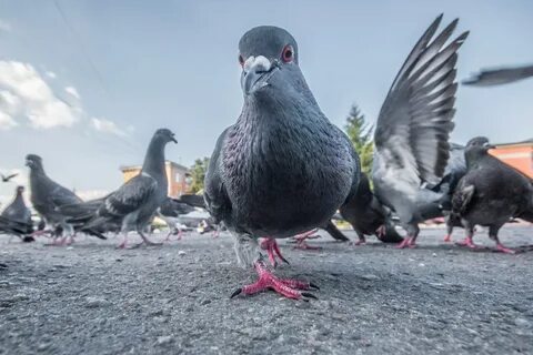 Чем выше тем голубей