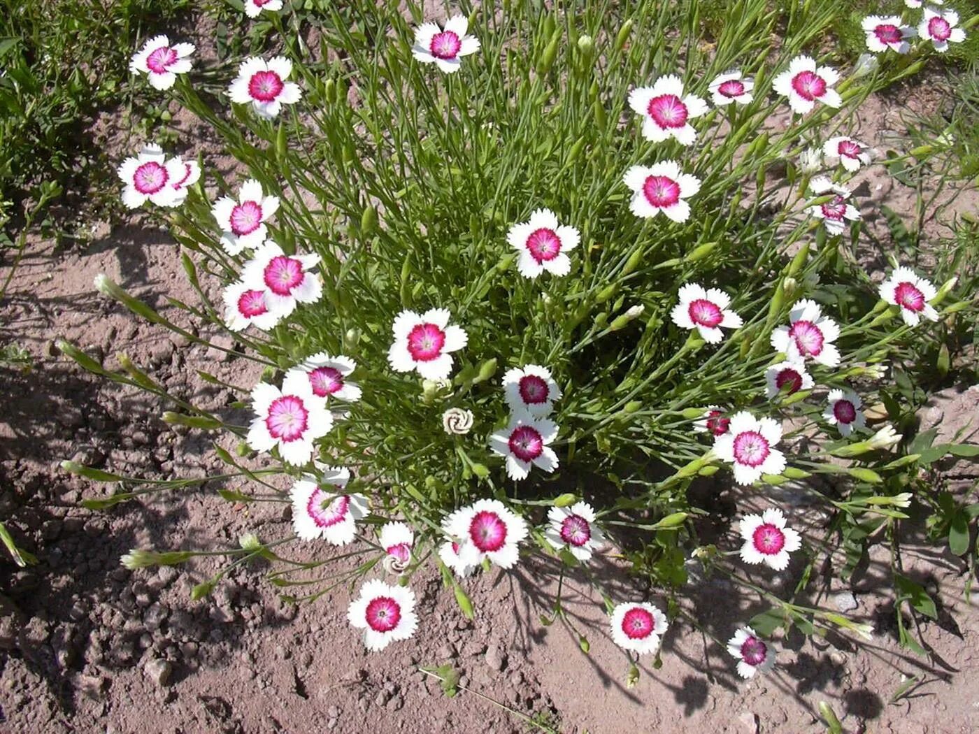 Гвоздика травянка (Dianthus deltoides). Гвоздика травянка Арктик Файер. Гвоздика травянка Arctic fir. Гвоздика почвопокровная