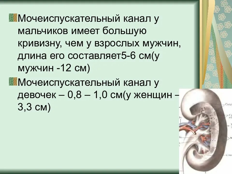 Мужской и женский мочеиспускательные каналы. Мочевыделительная система Афо. Возрастные особенности мочеиспускательного канала. Строение уретры у детей. Мочевыделительной системы у детей.