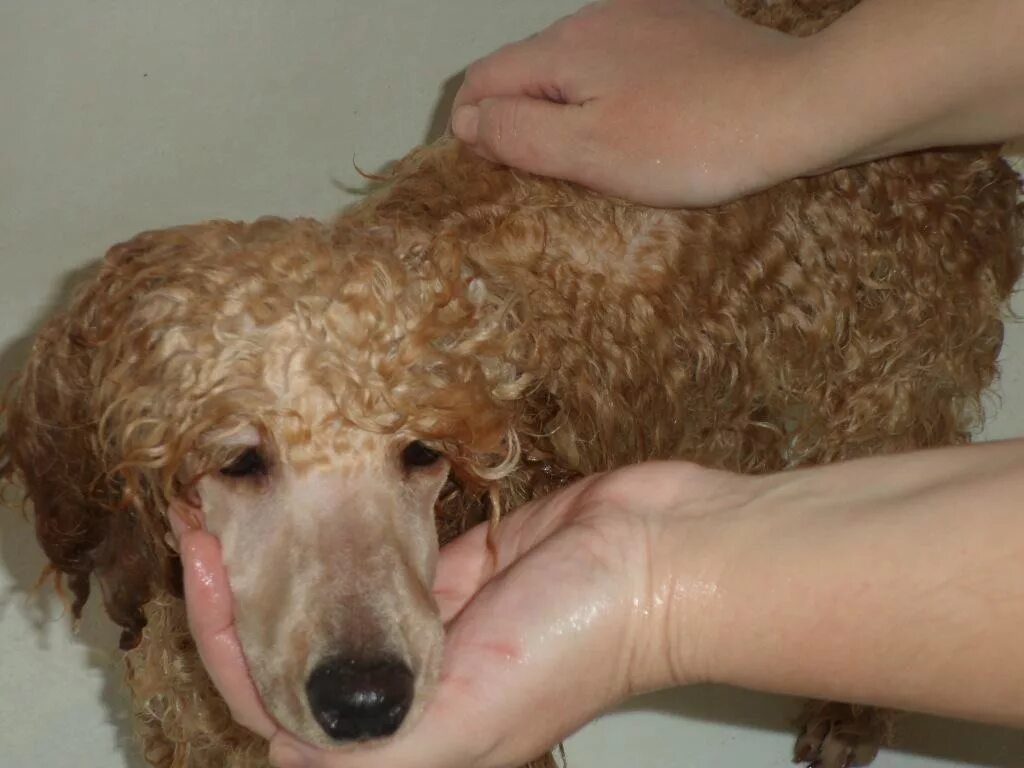 Той пудель купается. Пудель помытый. Шерсть пуделя. Стрижка карликового пуделя. Моют пуделя.