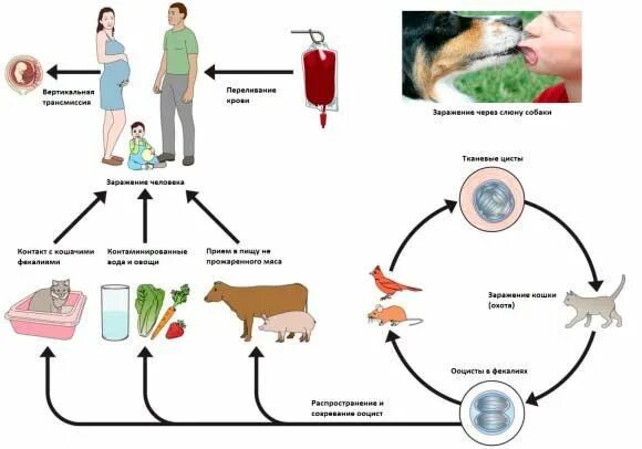 Заболевания передающиеся от кошек. Токсоплазмоз пути передачи инфекции. Схема заражения токсоплазмозом. Цикл развития токсоплазмы схема. Токсоплазмоз патогенез.