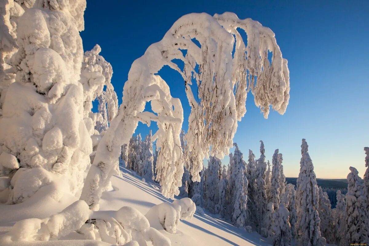 Зима снег. Деревья в снегу. Заснеженные деревья. Красивая зима. День снежного сугроба
