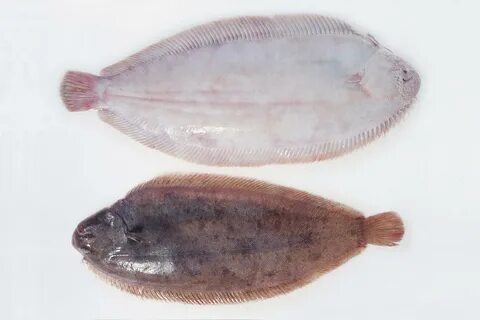Рыба морской язык другое название