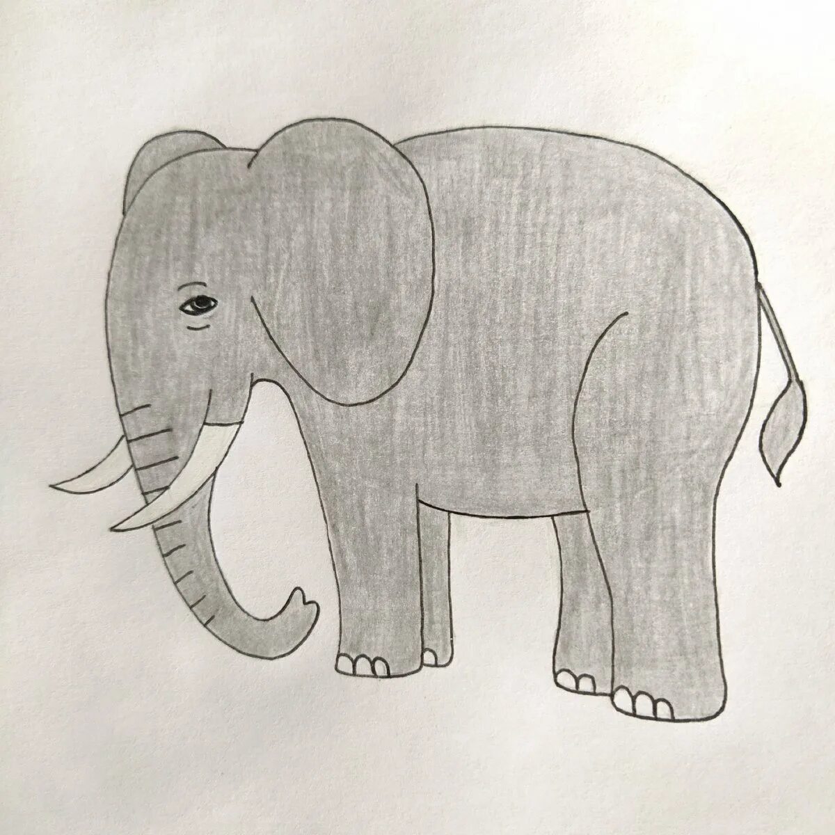 Слон нарисовать. Слон рисунок. Слон рисунок для детей. Нарисовать слона. Слон рисунок карандашом для детей.