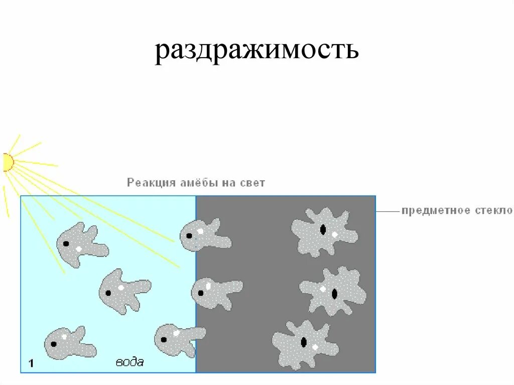 Почему простейшие живые. Реакция амебы на свет. Таксис амебы. Хемотаксис амебы. Фототаксис у амебы.