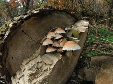 Грибы препятствуют разложению растительных остатков в лесу