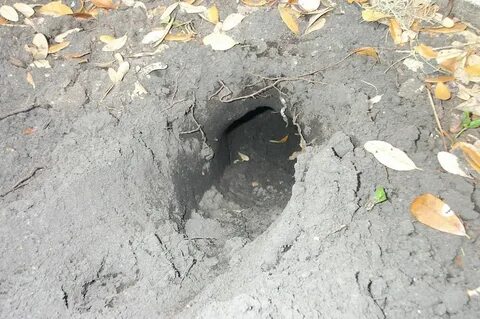 The dig dug a hole